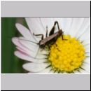 Pholidoptera griseoaptera - Strauchschrecke Larve 02.jpg